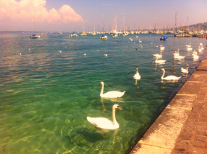 Lake, swans, boats