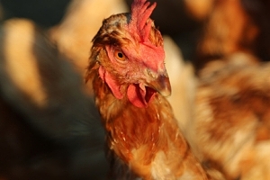 Bummel portraits #1: the Slovenian chicken.